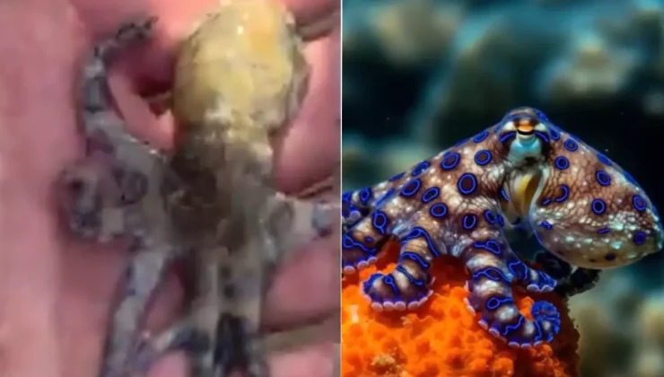 Dünyanın en ölümcül deniz canlılarından birine dokunan turist tehlikeyi sonra fark etti