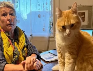 Dünyanın ilk mahpus kedisi! Komşusunu canından bezdirdi, hapsi yedi