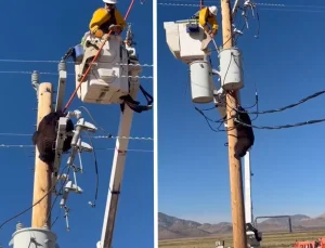 Elektrik direğine tırmanan ayı, zorlukla indirildi