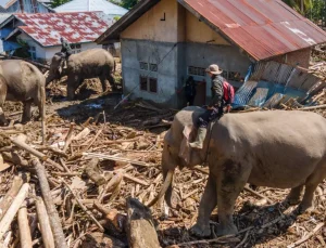 Endonezya’da felaketin boyutu büyüyor, enkazı temizlemek için filler kullanılıyor