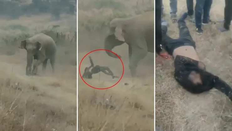 Fil sürüsü köylülere saldırdı! 4 kişi ezilerek can verdi, tehlike geçmiş değil