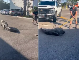 Florida’da marketin önünde 3 metrelik timsah paniği