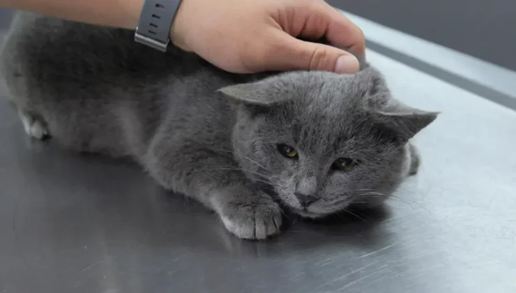 İştahsız kedisini veterinere götüren çift hayatının şokunu yaşadı