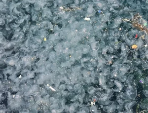 İstanbul’un göbeğinde korkutan görüntü! Binlercesi kıyıya vurdu