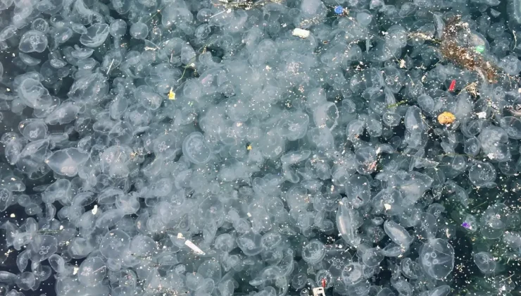 İstanbul’un göbeğinde korkutan görüntü! Binlercesi kıyıya vurdu