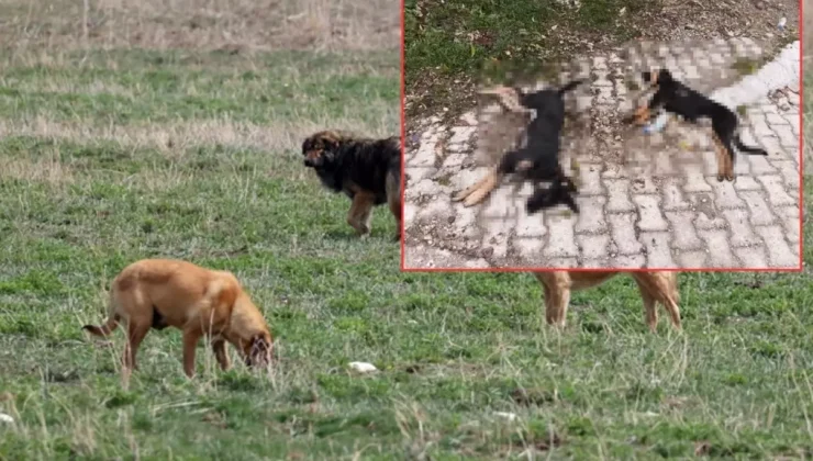 Kenti sarsan iddia: "Zehirlenerek öldürüldüler"