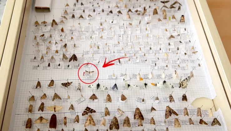 Keşfettiği yeni güve türüne eşinin adını verdi