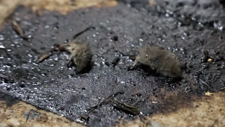 Kilis’te mide bulandıran hijyen skandalı: Merdiven altı üretimde fareler bulundu