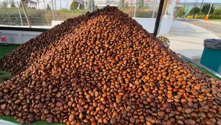 Kilosu 175 liradan, günde 600 kilo satıyor! Havaların soğumasıyla yıldızı parladı