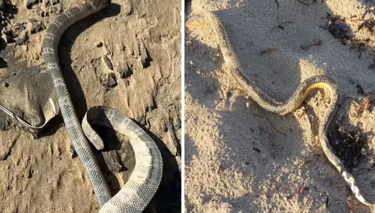 Kıyamet alameti gibi olay! Tek tek kıyıya vuruyorlar