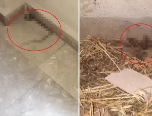 Kız yurdunda çekildiği söylenen görüntüler vahim