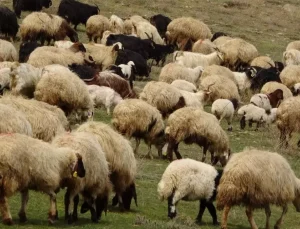 Komşuda korkutan salgın: yüz binlerce koyun ve keçi itlaf edildi