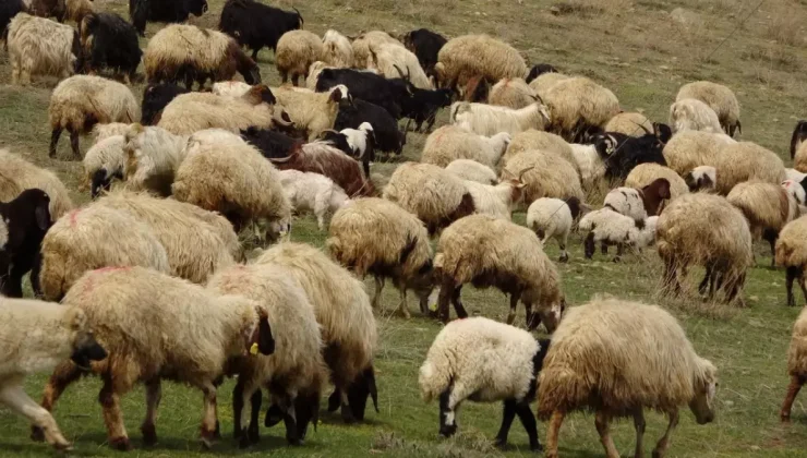 Komşuda korkutan salgın: yüz binlerce koyun ve keçi itlaf edildi