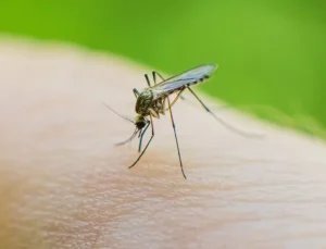 Küba’da 33 kişi sivrisinekler nedeniyle hayatını kaybetti
