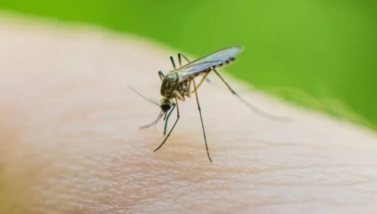 Küba’da 33 kişi sivrisinekler nedeniyle hayatını kaybetti