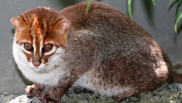 Nesli tükendi sanılan kedi türü 30 yıl sonra ortaya çıktı