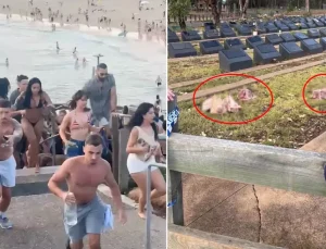 Plaj katliamı sonrası Müslüman mezarlığına domuz kafaları bırakıldı