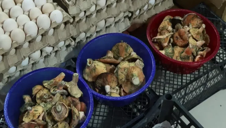 "Köy geçiren" olarak biliniyor, 5 saat içinde etkisini gösteriyor! 60 kişiyi hastanelik etti