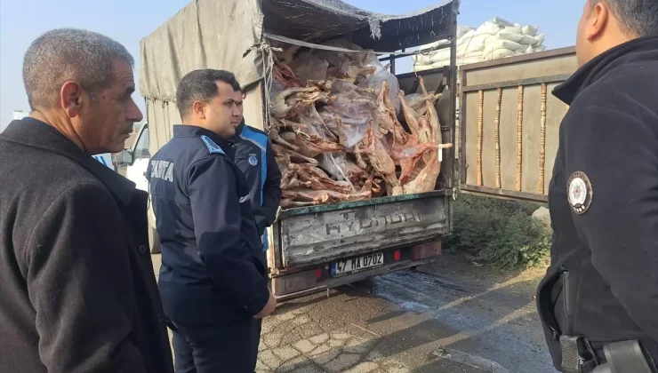 Tamı tamına 1 ton 900 kilo! Yakalanmasalar hepsini vatandaşa yedireceklerdi