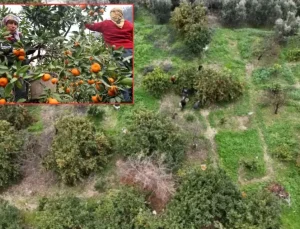 Tarla fiyatı 2 liraya kadar düştü, üretici isyan etti