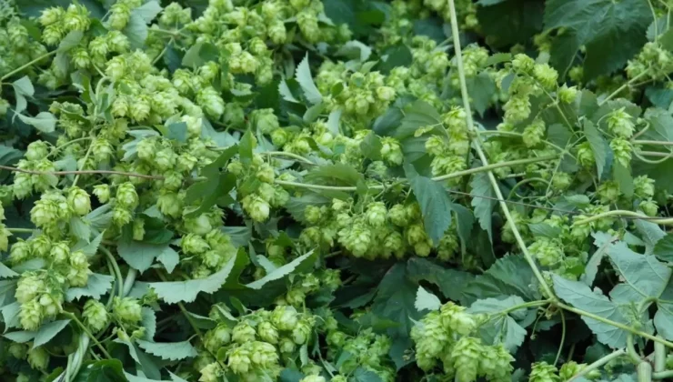 Türk çiftçisi çöpe atıyor, Avrupa’da kilosu 35 bin TL’den satılıyor