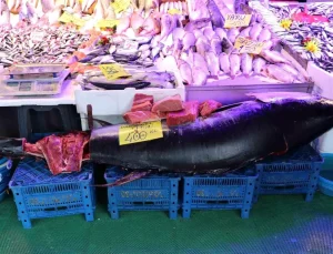 Türkiye’de nadir rastlanıyor, özel izinle satılabiliyor! Tam 280 kilo