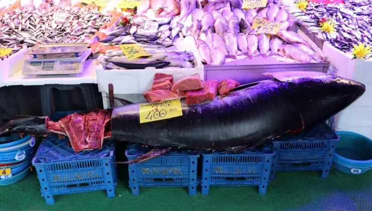 Türkiye’de nadir rastlanıyor, özel izinle satılabiliyor! Tam 280 kilo