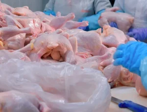 Türkiye’nin dev tavuk markası konkordato ilan etti