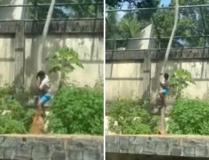 Tutkusu sonu oldu! 6 metrelik duvarı aşıp aslan kafesine girdi, sonrası facia