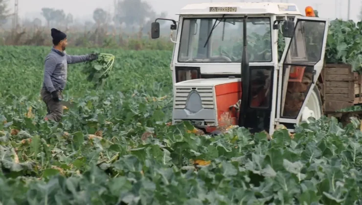 Vatandaş dertli! Tarlada 10 liraya satılan brokoli kent merkezinde 70 lira