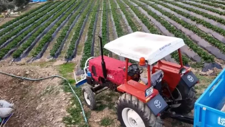 Yaz meyvesinde kış hasadı başladı! Kilosu 130 TL’den satılıyor