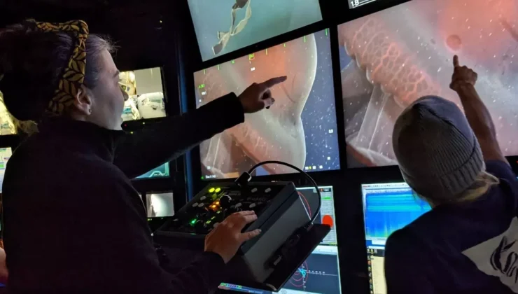 Yedi kollu ahtapot 40 yıl sonra yeniden görüntülendi