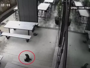 Yeni Zelanda’da bara giren yavru fok ortalığı karıştırdı!