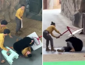 Yiyecek kokusuyla çıldıran ayı bakıcısını ağır yaraladı