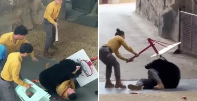 Yiyecek kokusuyla çıldıran ayı bakıcısını ağır yaraladı