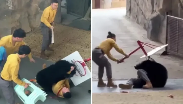 Yiyecek kokusuyla çıldıran ayı bakıcısını ağır yaraladı