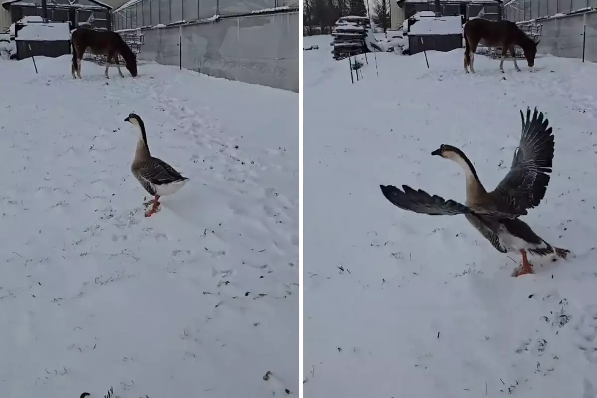 3 bin 500 TL verip kaz aldı, sonu büyük hüsranla bitti