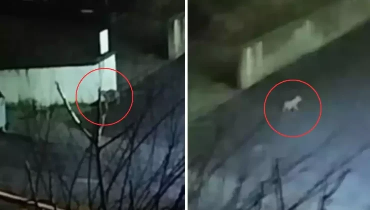 Aç kalınca mahalleye indiler