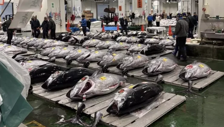 Dev orkinosa milyon dolarlık teklif! Rekor fiyata satıldı