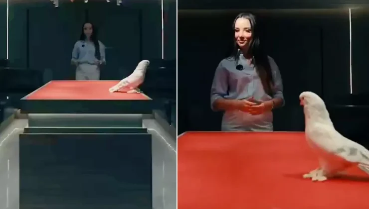 Duyan kulaklarına inanamadı! Bu güvercin tam 2 araba fiyatına satıldı