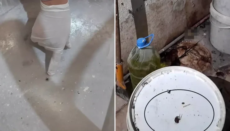 Fırındaki görüntüler mide bulandırdı: Yılan çıkacak diye korkuyorum