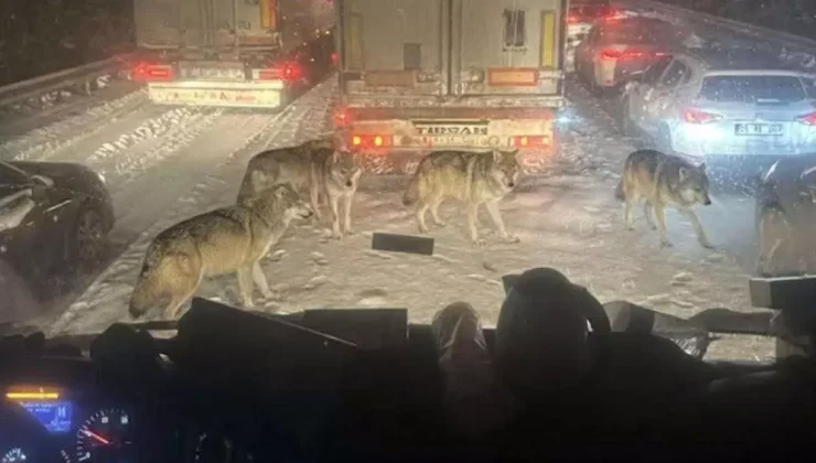 Gerçek mi değil mi? Bu fotoğraf karesini görenler ikiye bölündü