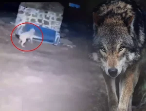Görüntü gece yarısı çekildi: Kurdu gören Sivas kangalının yaptıkları olay oldu