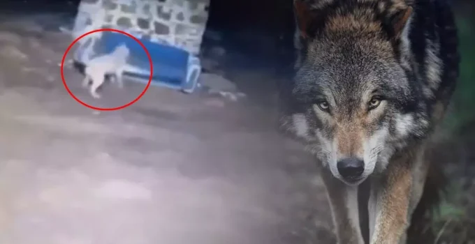 Görüntü gece yarısı çekildi: Kurdu gören Sivas kangalının yaptıkları olay oldu