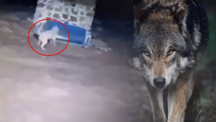 Görüntü gece yarısı çekildi: Kurdu gören Sivas kangalının yaptıkları olay oldu