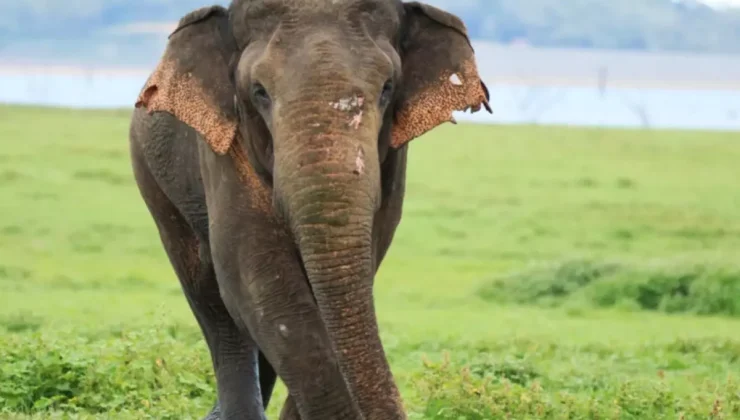 Hindistan’da 22 can alan fil için alarm verildi, yapay zeka da devrede