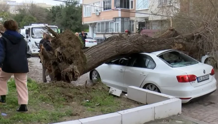 İstanbul’da şiddetli lodos: Ağaç, 4 aracın üzerine devrildi