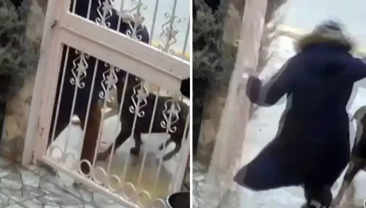Sahipsiz köpeklerin saldırısına uğrayan kadın komşusunun müdahalesiyle kurtuldu