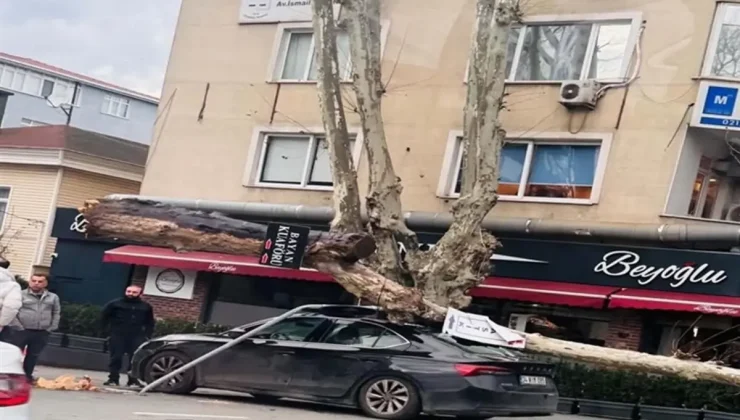Sarıyer’de lodos dehşeti: Dev çınar otomobili ezdi, diğer araç saniyelerle kurtuldu
