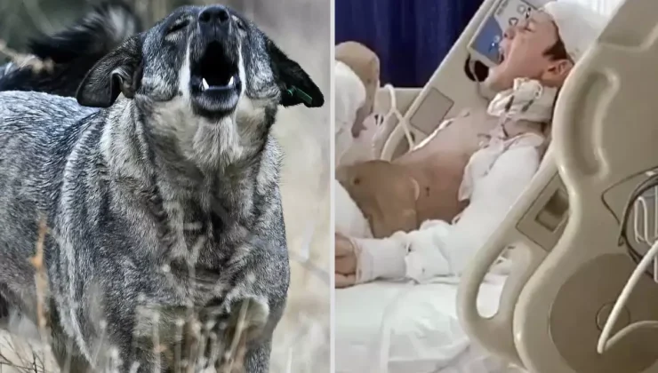 Sokak köpeklerinin ağır yaraladığı Tunahan’ın ailesine, 5 milyon TL manevi tazminat ödenecek